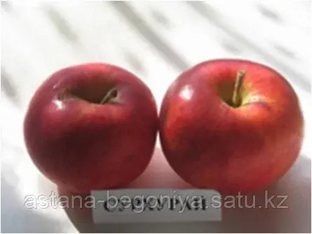 Яблоня Сурухай