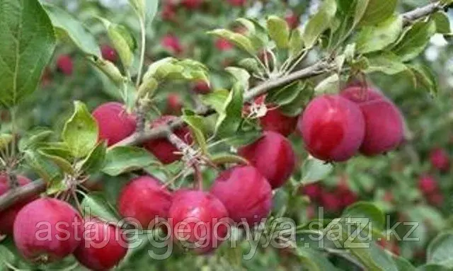 Яблоня Алтайское багряное