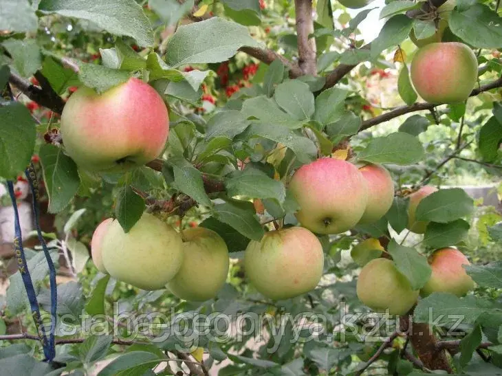 Яблоня Благая весть