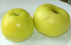 Яблоня Феникс Алтайский
