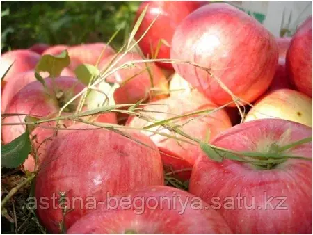 Яблоня Алтынай