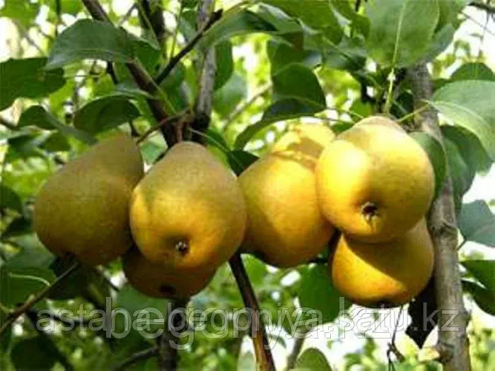 Груша Золушка (Оленёк)