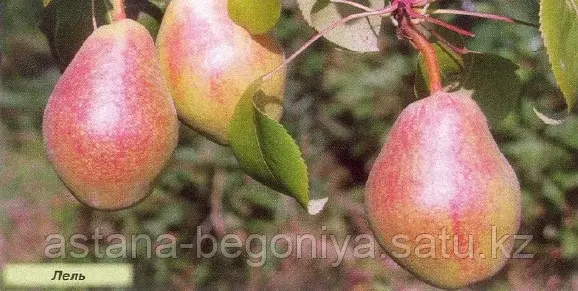 Груша Лель