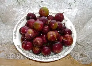 Опата слива китайская