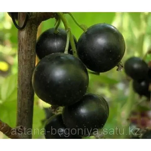 Смородина черная Венера