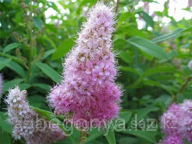 Спирея Дугласа