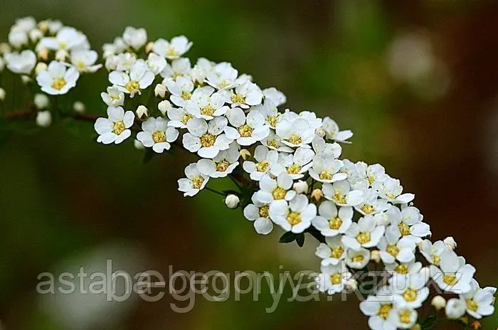Спирея Фрейга