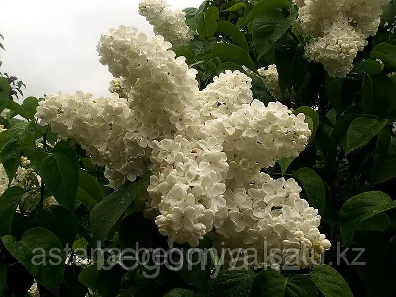 Сирень Весталка