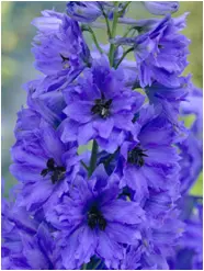 Дельфиниум Delphinium elatu Tessa