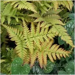 Лесной папоротник Dryopteris eryth Brilliance
