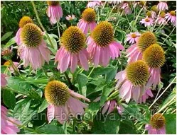 Эхинацея пурпурная Echinacea purpu Kims Knee High