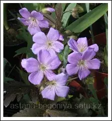 Герань Geranium ciner Lizabeth