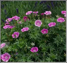 Герань Geranium sangu Elke
