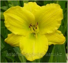 ЛИЛЕЙНИК Hemerocallis Bakabana