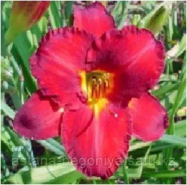 ЛИЛЕЙНИК Hemerocallis Blush'n Pink Eye