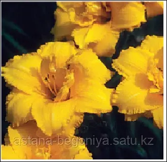 ЛИЛЕЙНИК Hemerocallis Condilla