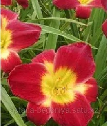 ЛИЛЕЙНИК Hemerocallis Christmas Is