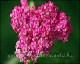 Тысячелистник (Белоголовник. Солдатская трава) Achillea mille Pretty Belinda