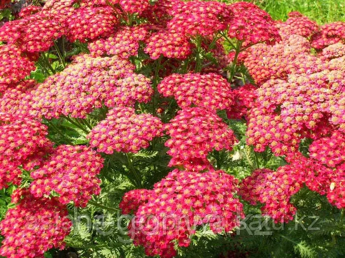 Тысячелистник (Белоголовник. Солдатская трава) Achillea mille Red Velvet
