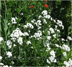 Тысячелистник Жемчужница Achillea ptarmica