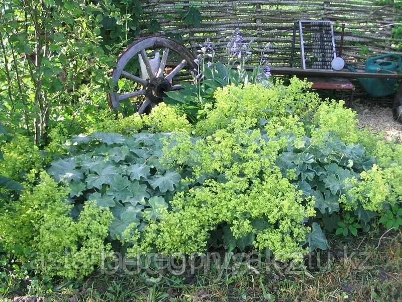 Манжетка Alchemilla mollis