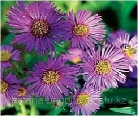Астра многолетняя Aster frikartii Moench
