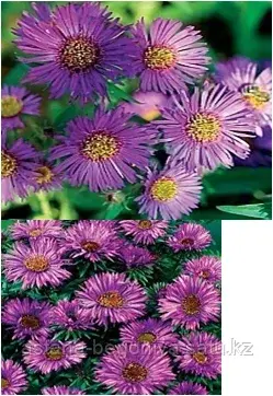 Астра многолетняя Aster nov-ang Purple Dome