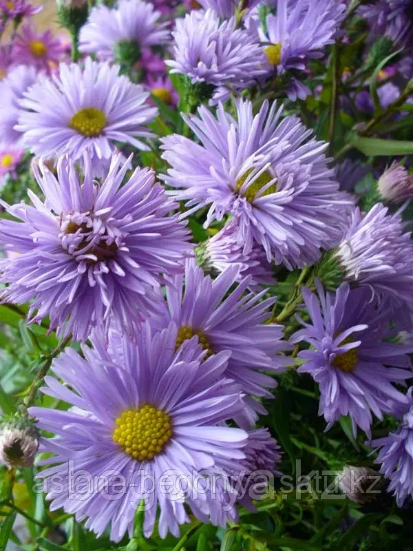 Астра многолетняя Aster nov-bel Marie Ballard