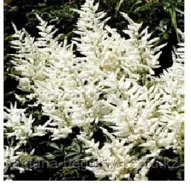 Астильба Арендса Astilbe arend Brautschleier