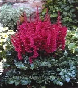 Астильба Арендса Astilbe arend Fanal