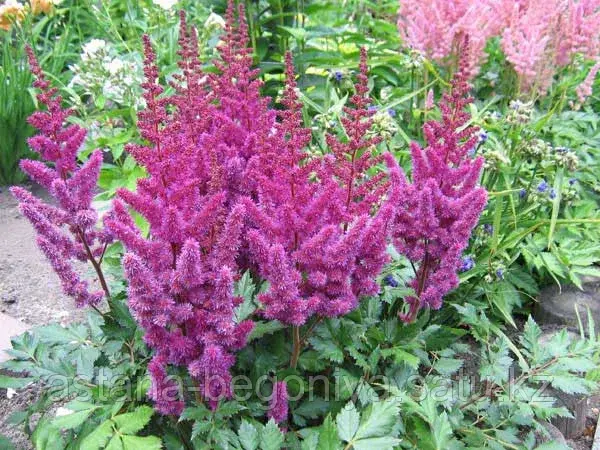 Астильба китайская Astilbe chine Vision in Pink