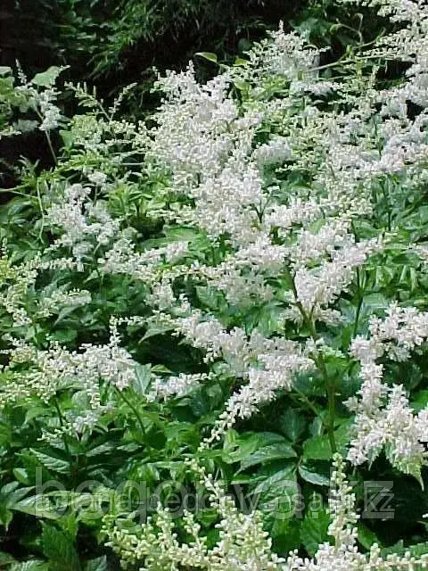 Астильба японская Astilbe japon Deutschland