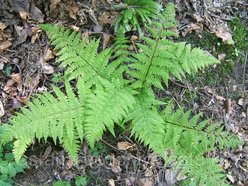 Папоротник лесной (Кочедыжник городчато-пильчатый) Athyrium nipon var.pictum