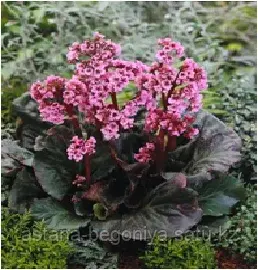 Бадан Мэжик Гиант Bergenia x Magic Giant