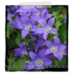 Колоко́льчик молочноцветко́вый Campanula lacti Border Blues