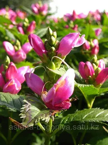 Хелона, хелоне Chelone Chelone lyoni Pink Tempatation