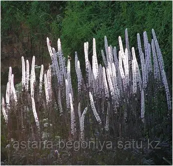 Cimicifuga ramos Atropurpurea Клопогон