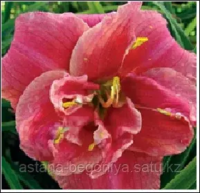 ЛИЛЕЙНИК Hemerocallis Congo Coral