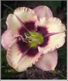 ЛИЛЕЙНИК Hemerocallis Crystal Pinot