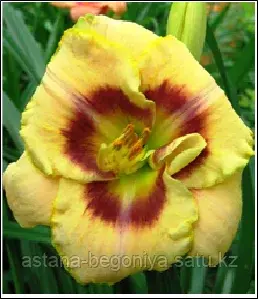 ЛИЛЕЙНИК Hemerocallis Custard Candy
