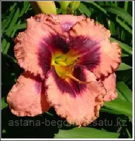 ЛИЛЕЙНИК Hemerocallis Daring Deception