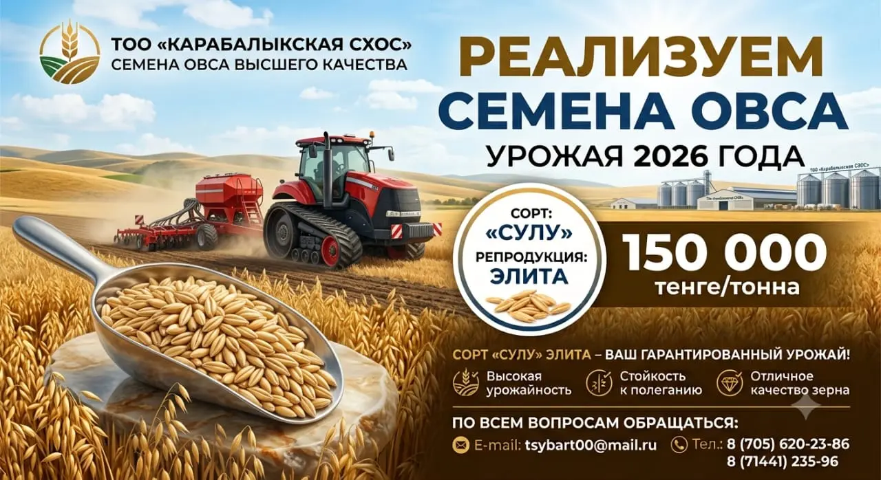 ТОО «Карабалыкская СХОС» реализует семена овса с урожая 2026 года сорт «Сулу» репродукция элита, 150 0000 тенге/тонна
