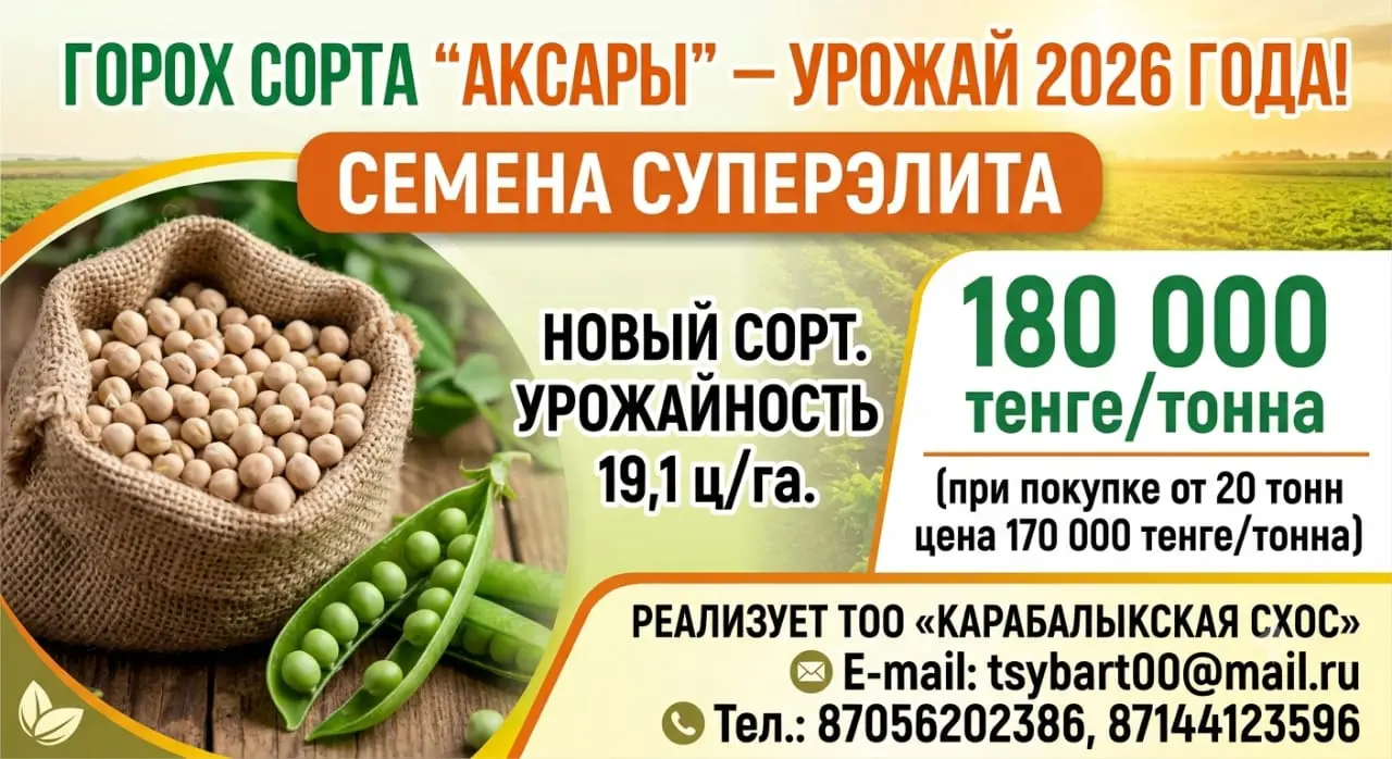 ТОО «Карабалыкская СХОС» реализует семена гороха с урожая 2026 года
